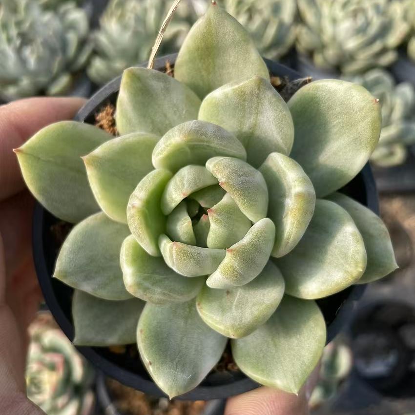 Echeveria Amethyst