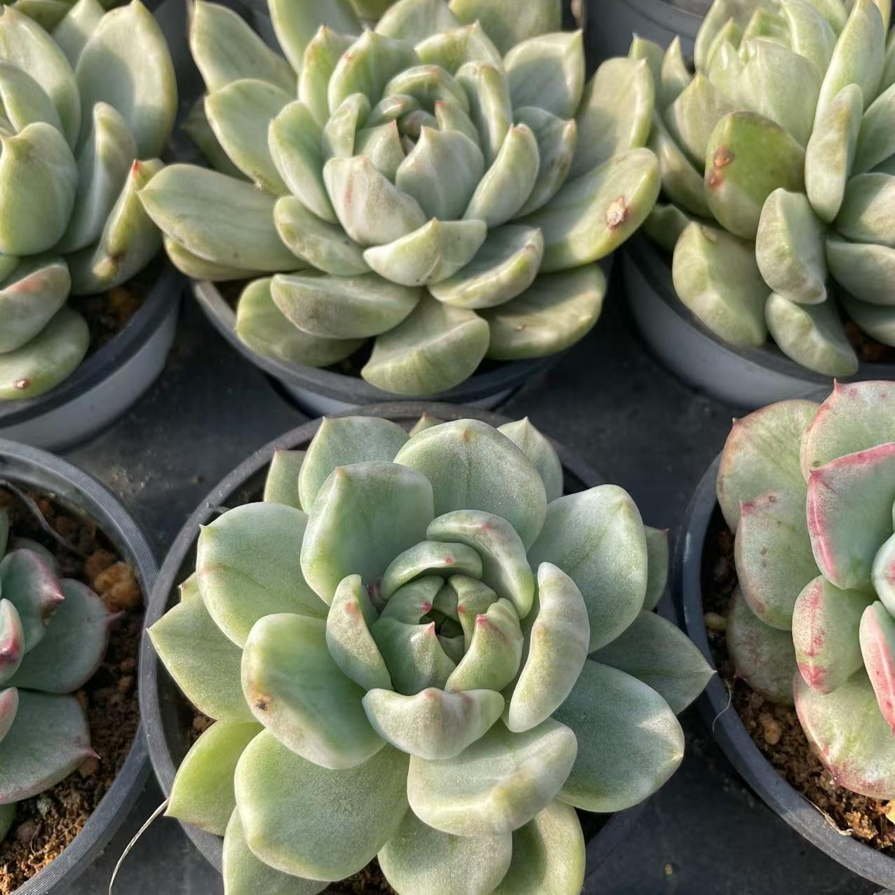 Echeveria Amethyst