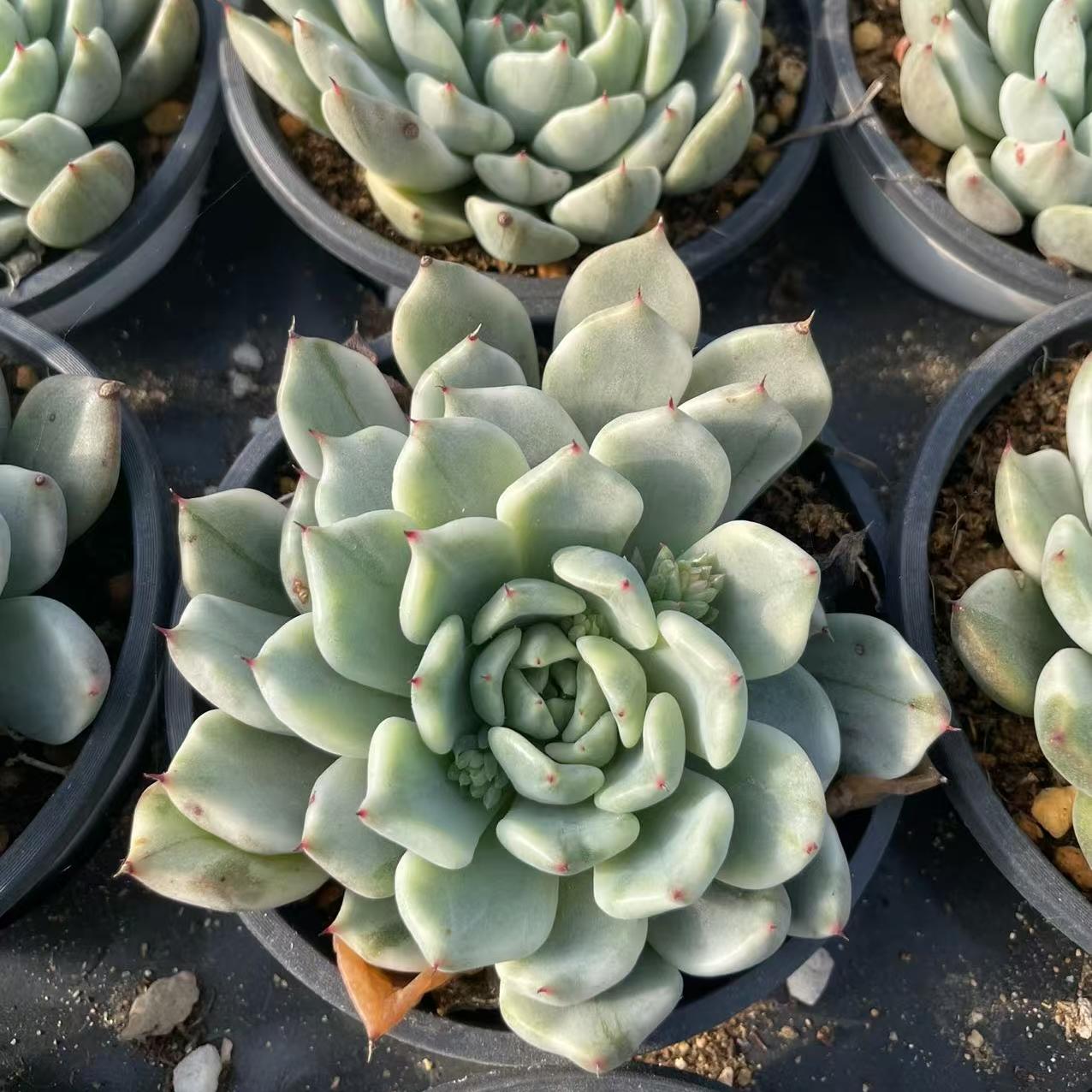 Echeveria Jade Waist Slave