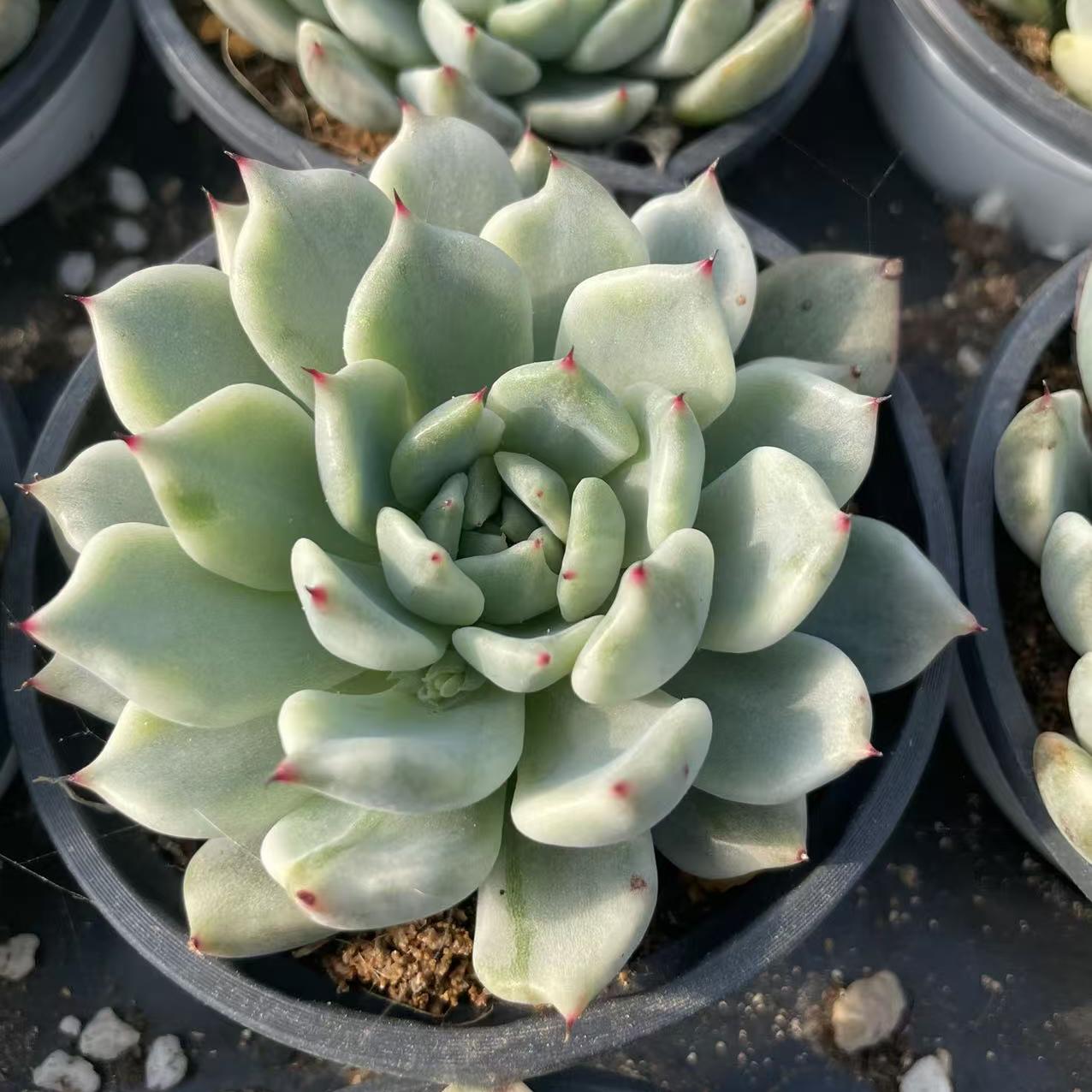 Echeveria Jade Waist Slave
