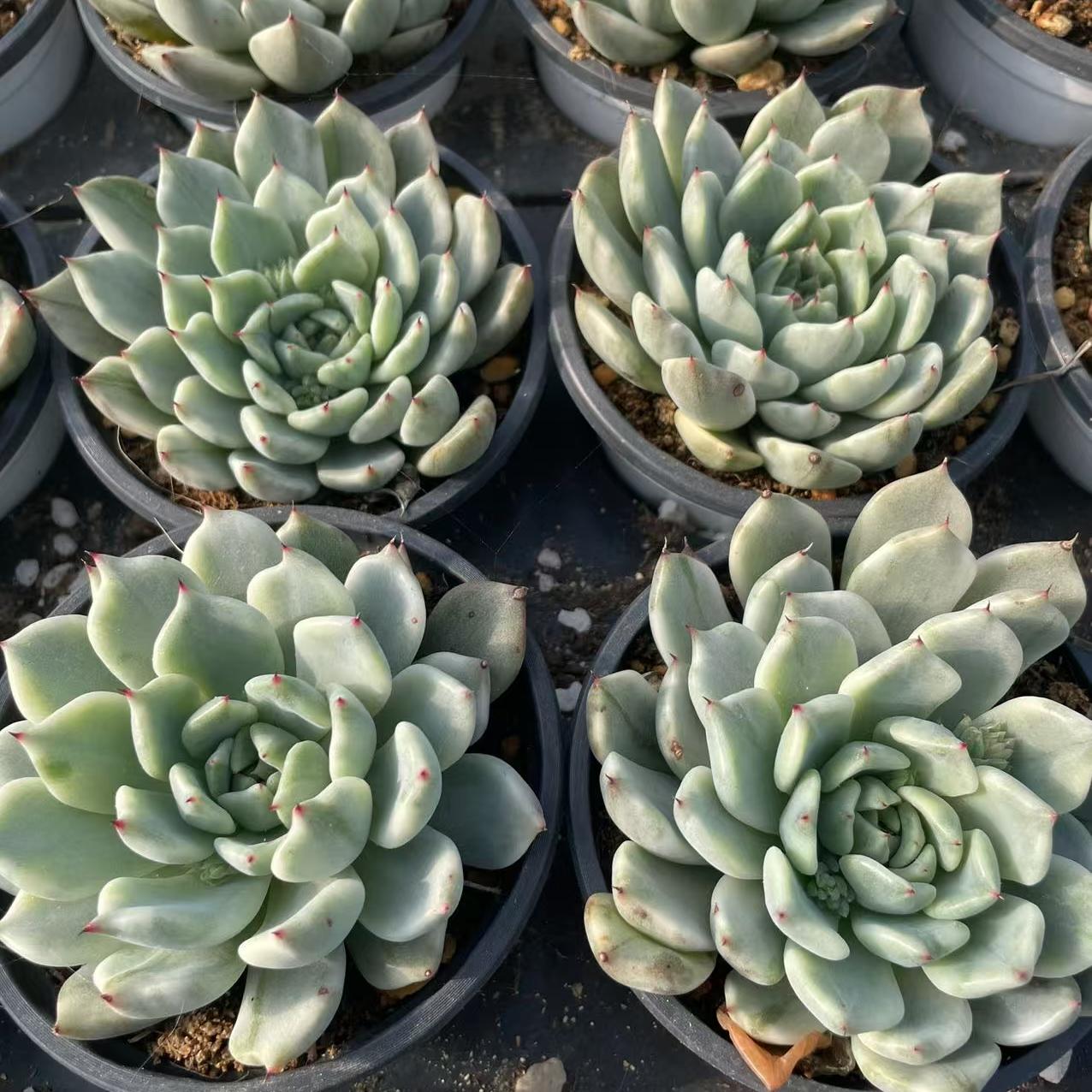 Echeveria Jade Waist Slave