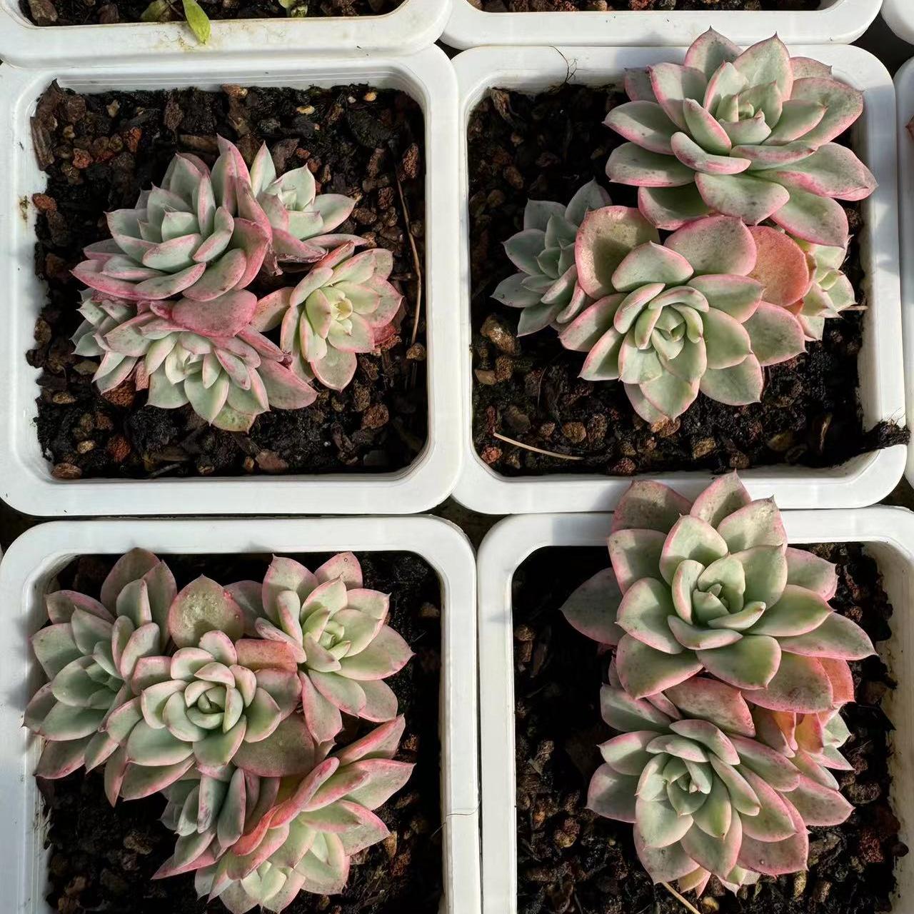 Echeveria Creamy Yellow Peach(cluster)