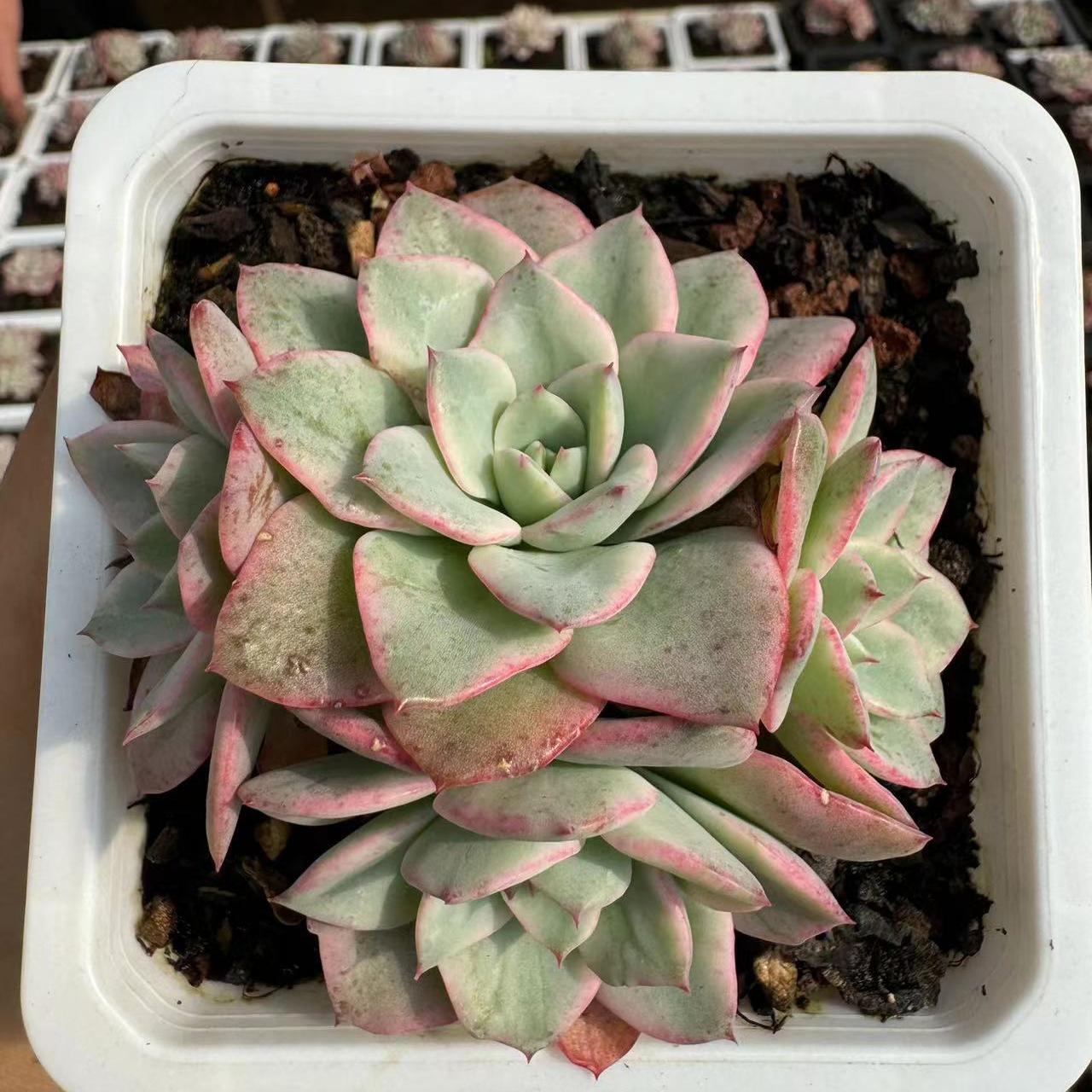Echeveria Creamy Yellow Peach(cluster)