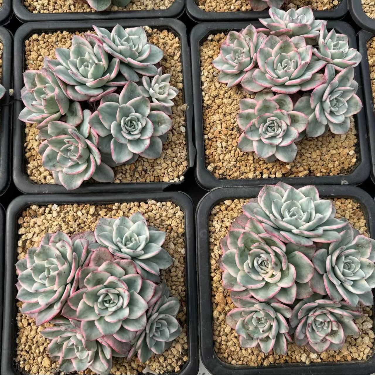 Echeveria Creamy Yellow Peach(cluster)
