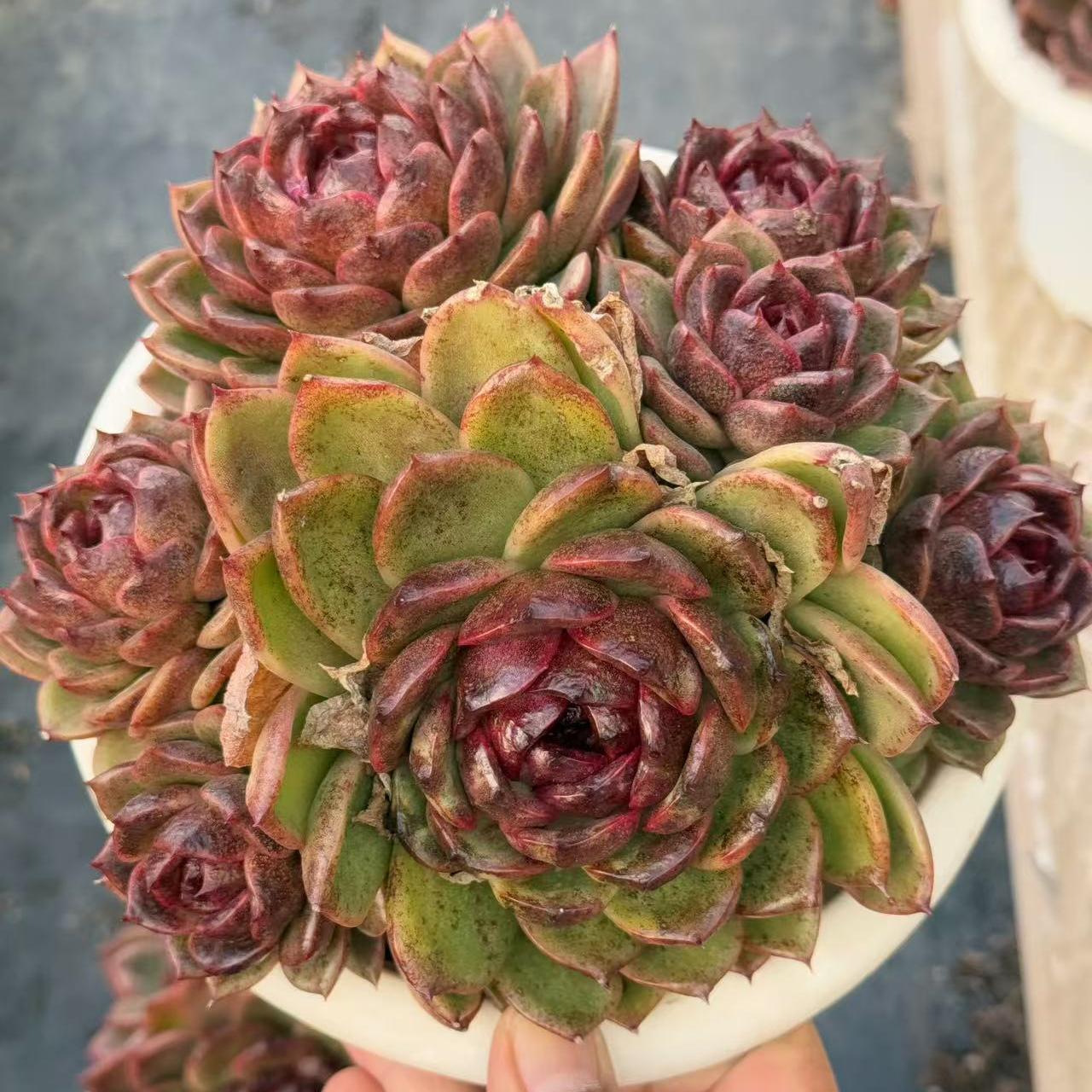 Echeveria