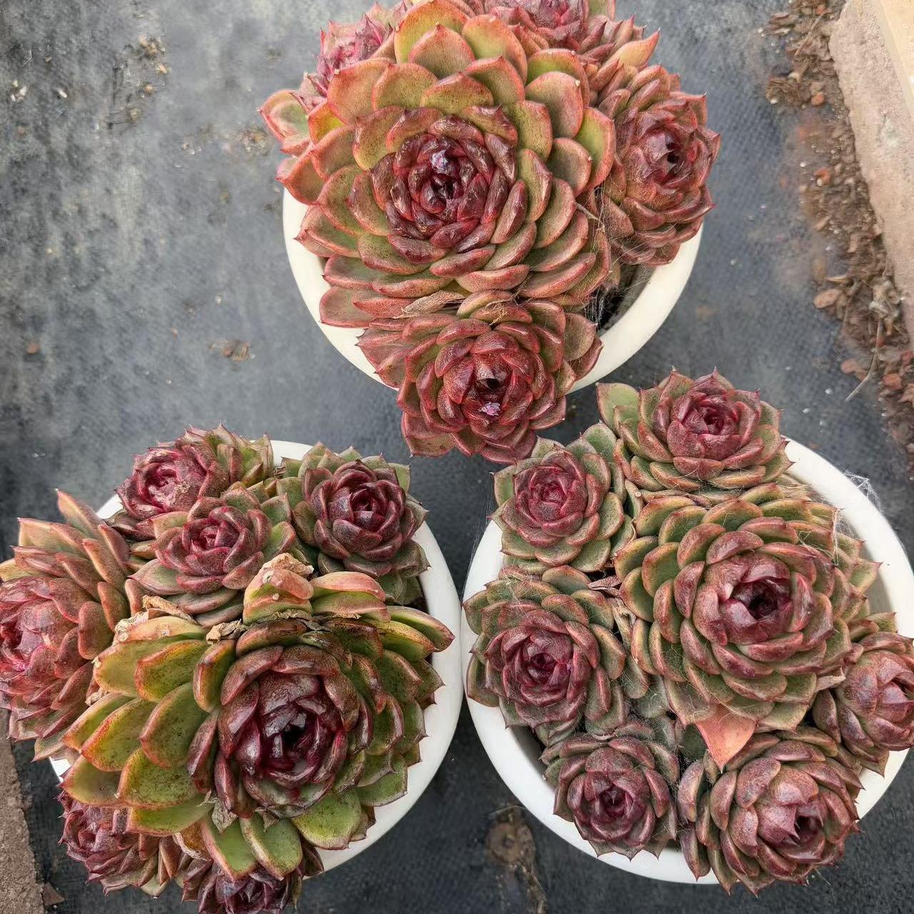 Echeveria