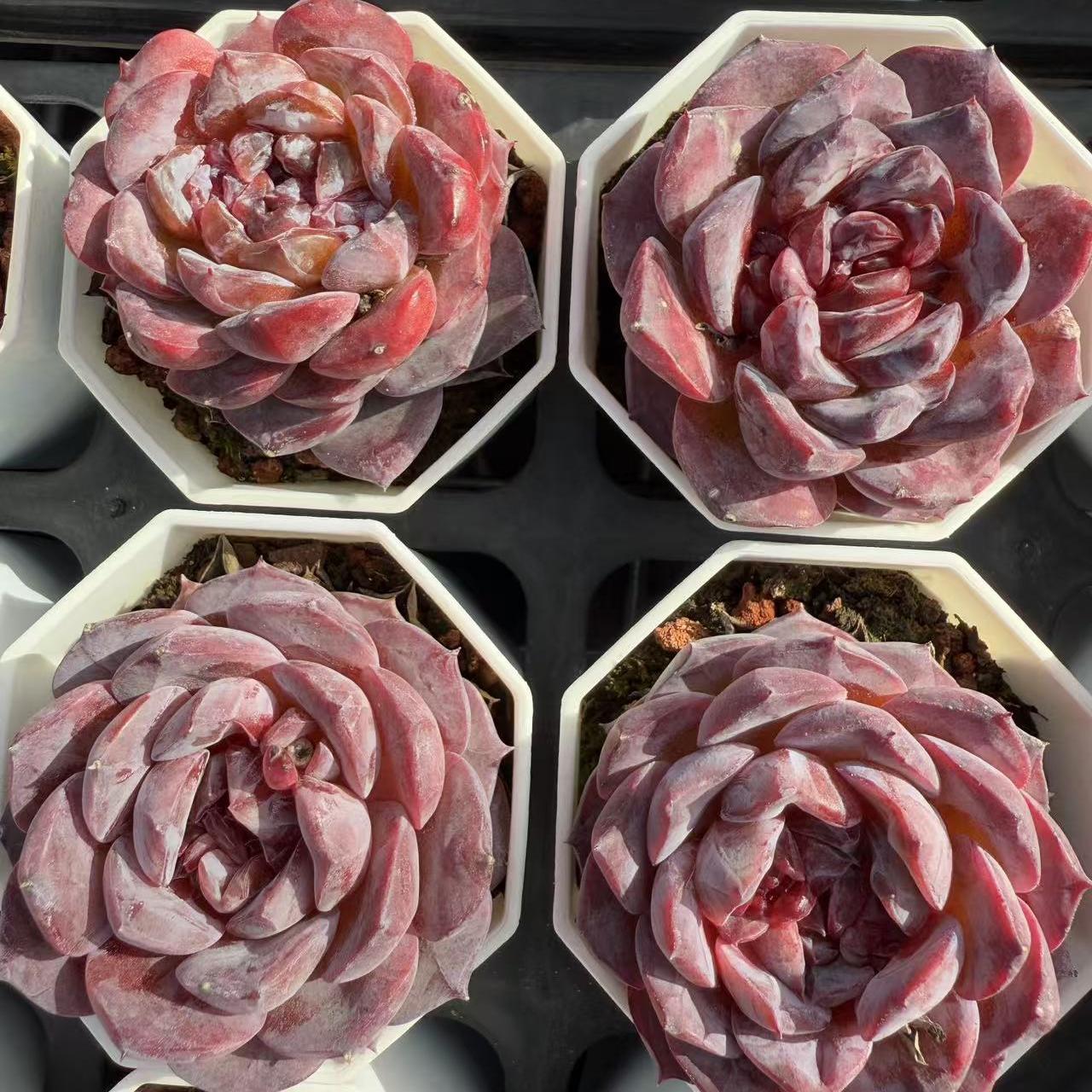 Echeveria