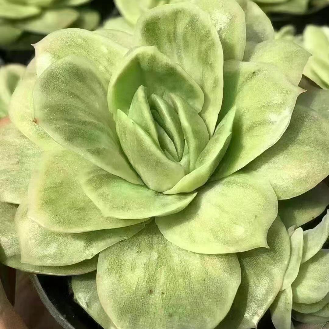 Echeveria