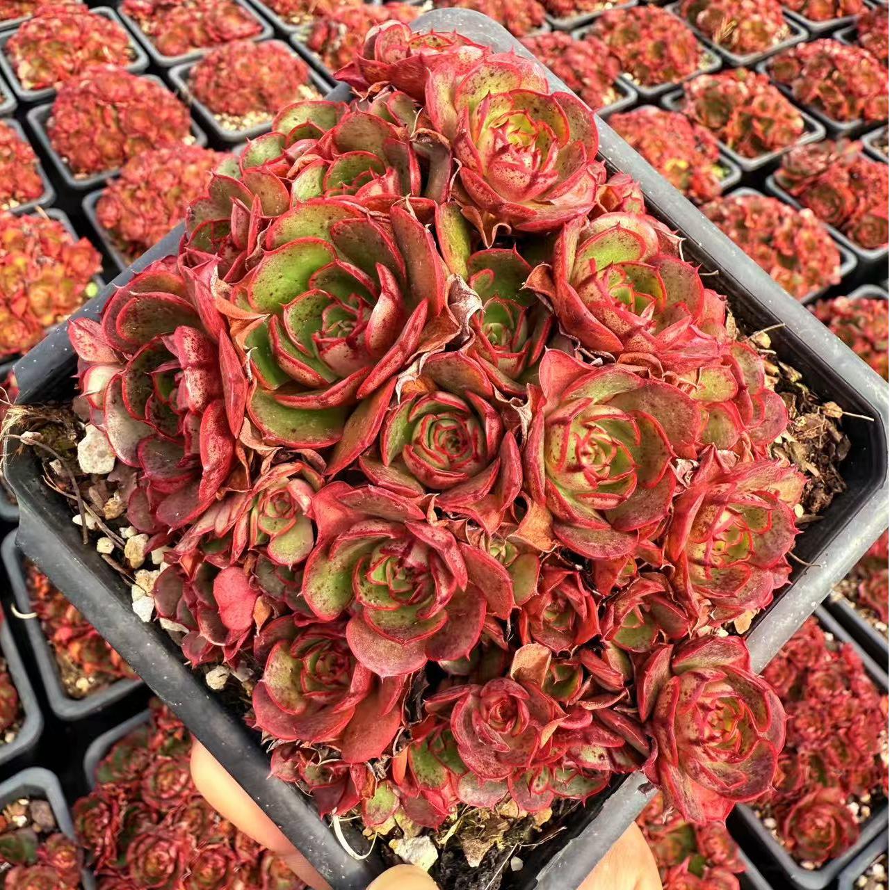 Echeveria