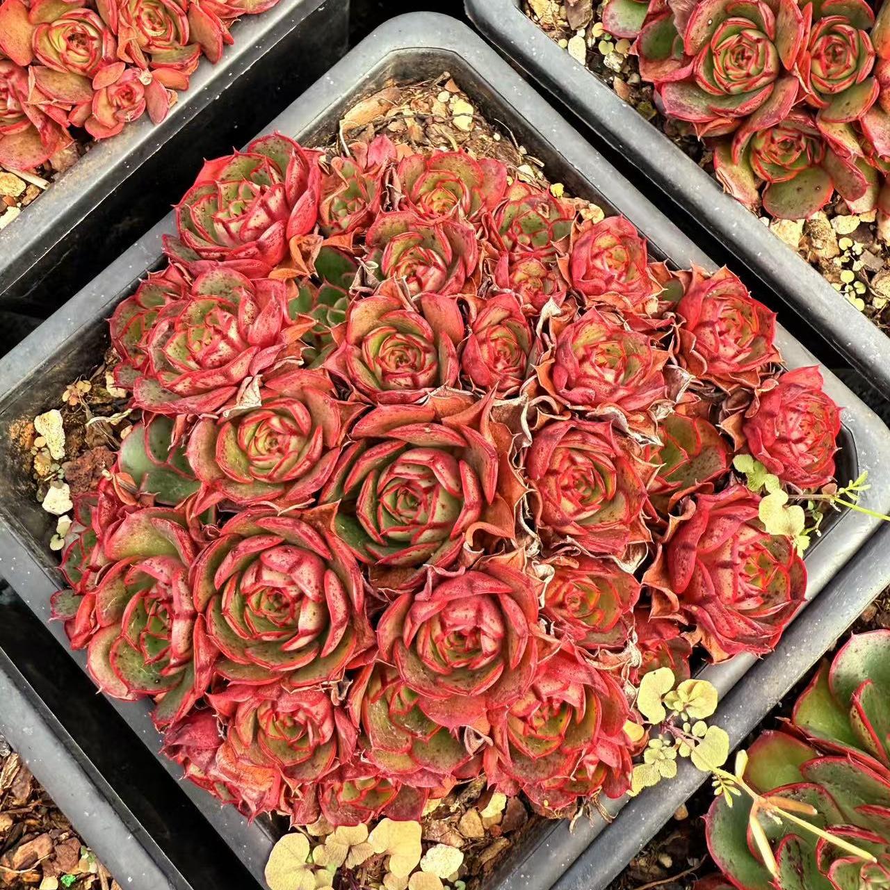 Echeveria