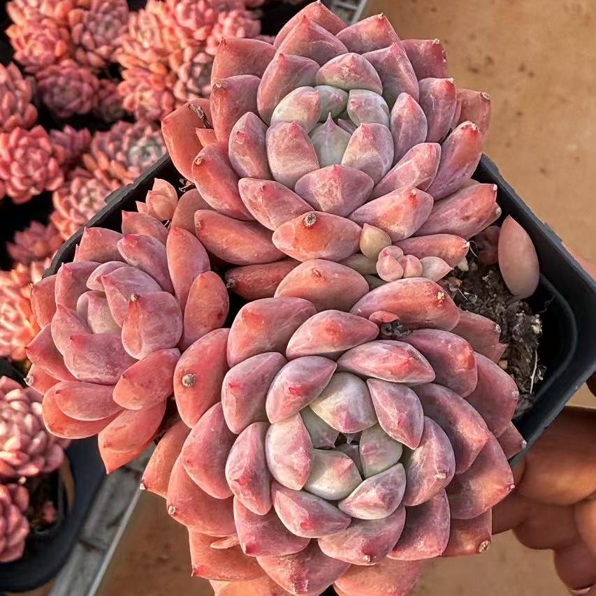 Echeveria