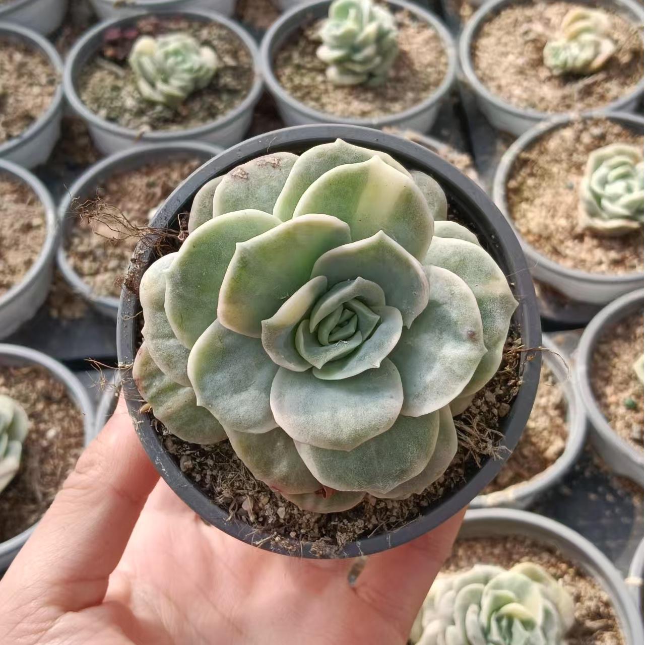 Echeveria Cute Rose