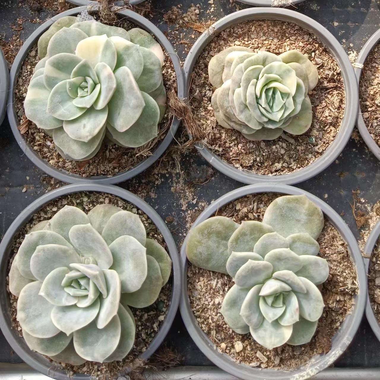 Echeveria Cute Rose