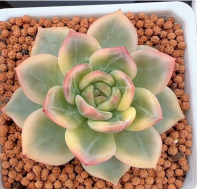 Echeveria Elizabeth
