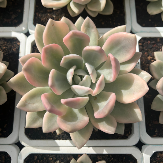 Echeveria Graptoveria Opalina