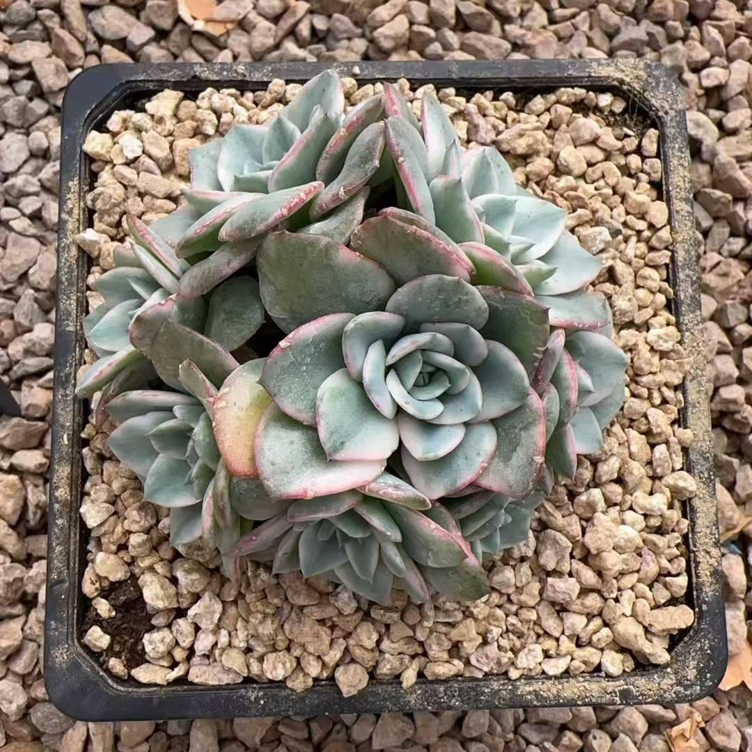 Echeveria Creamy Yellow Peach（cluster）