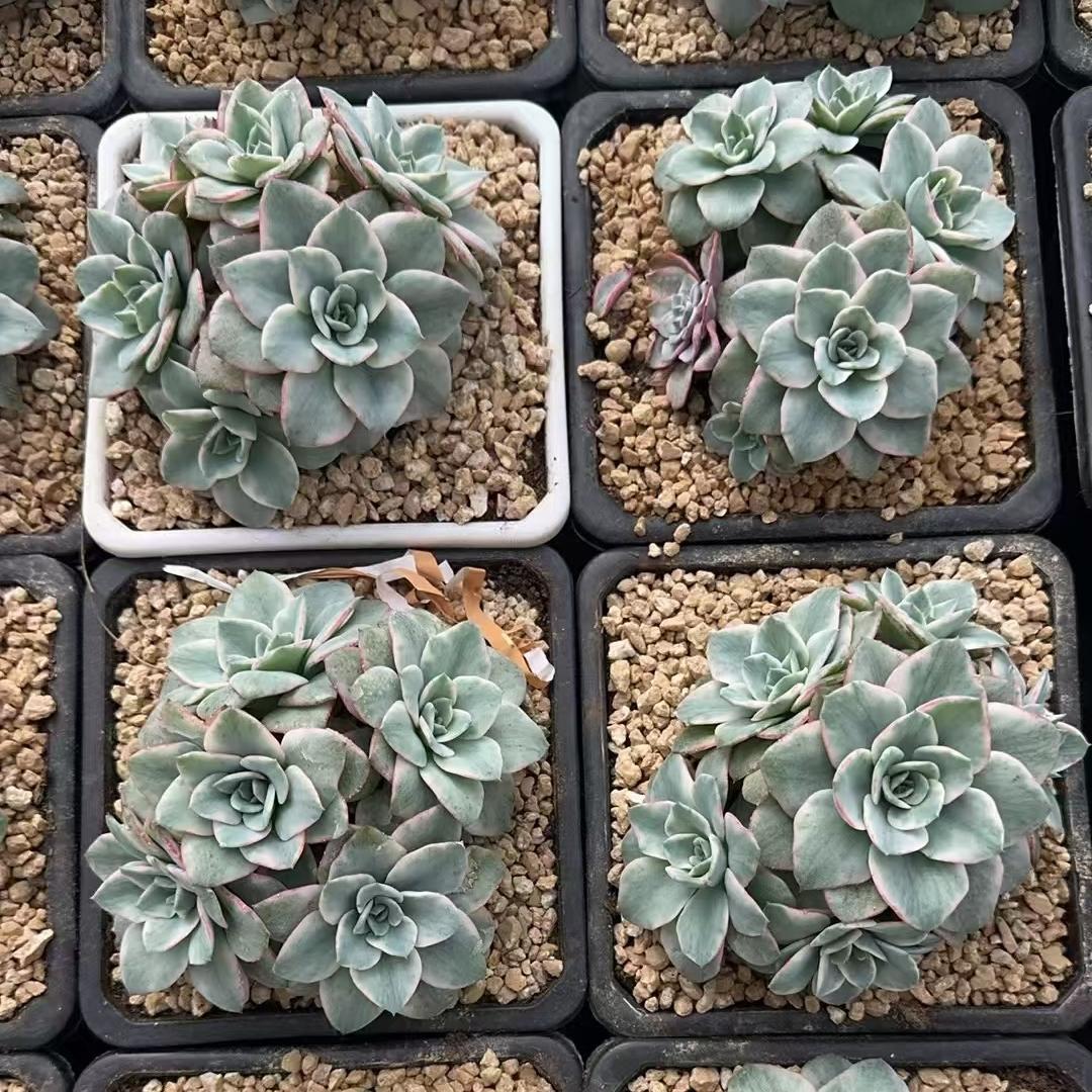 Echeveria Creamy Yellow Peach（cluster）