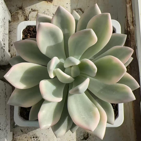 Echeveria Aupu