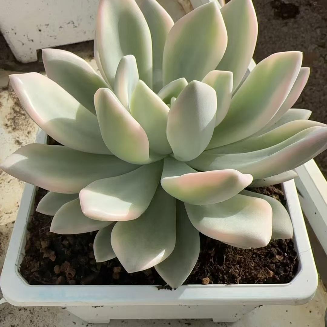 Echeveria Aupu