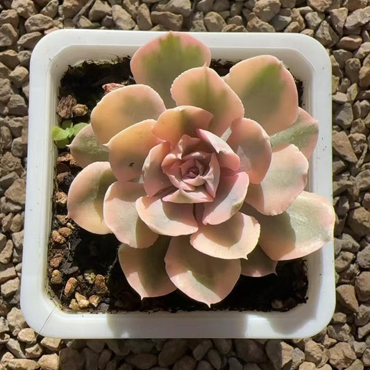 Echeveria Liberia