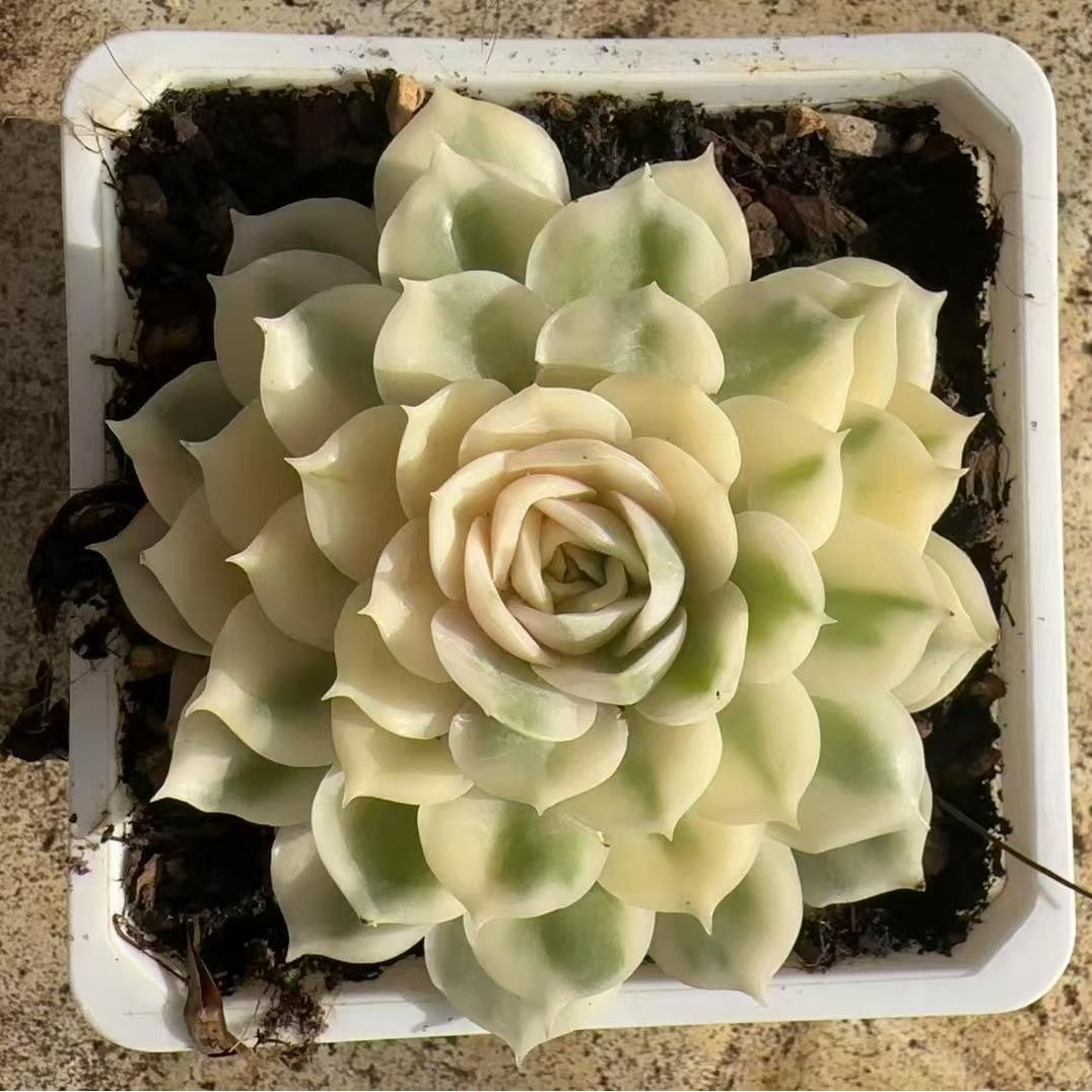 Echeveria Onsno