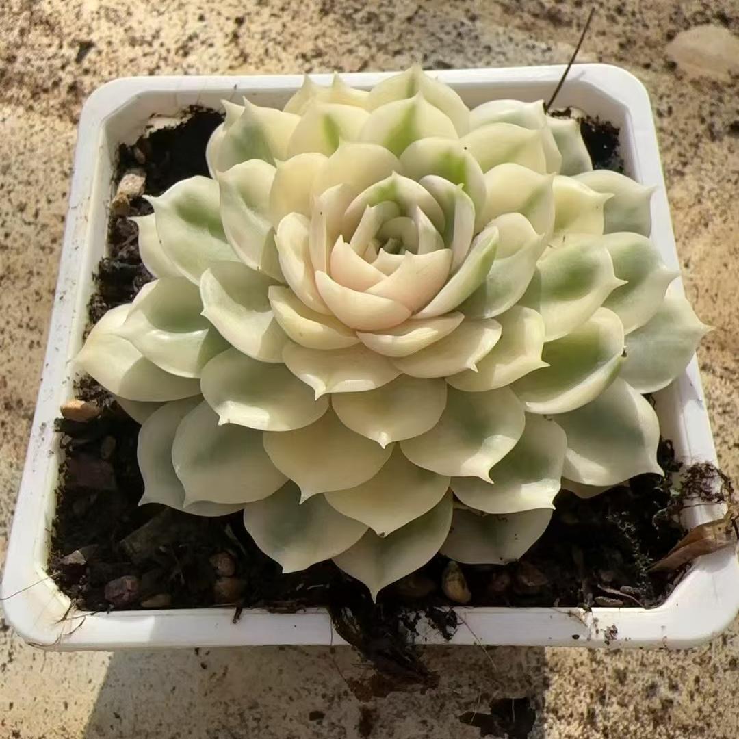 Echeveria Onsno