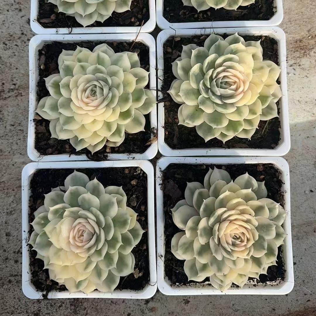 Echeveria Onsno