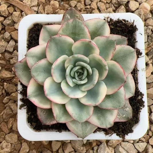 Echeveria Creamy Yellow Peach