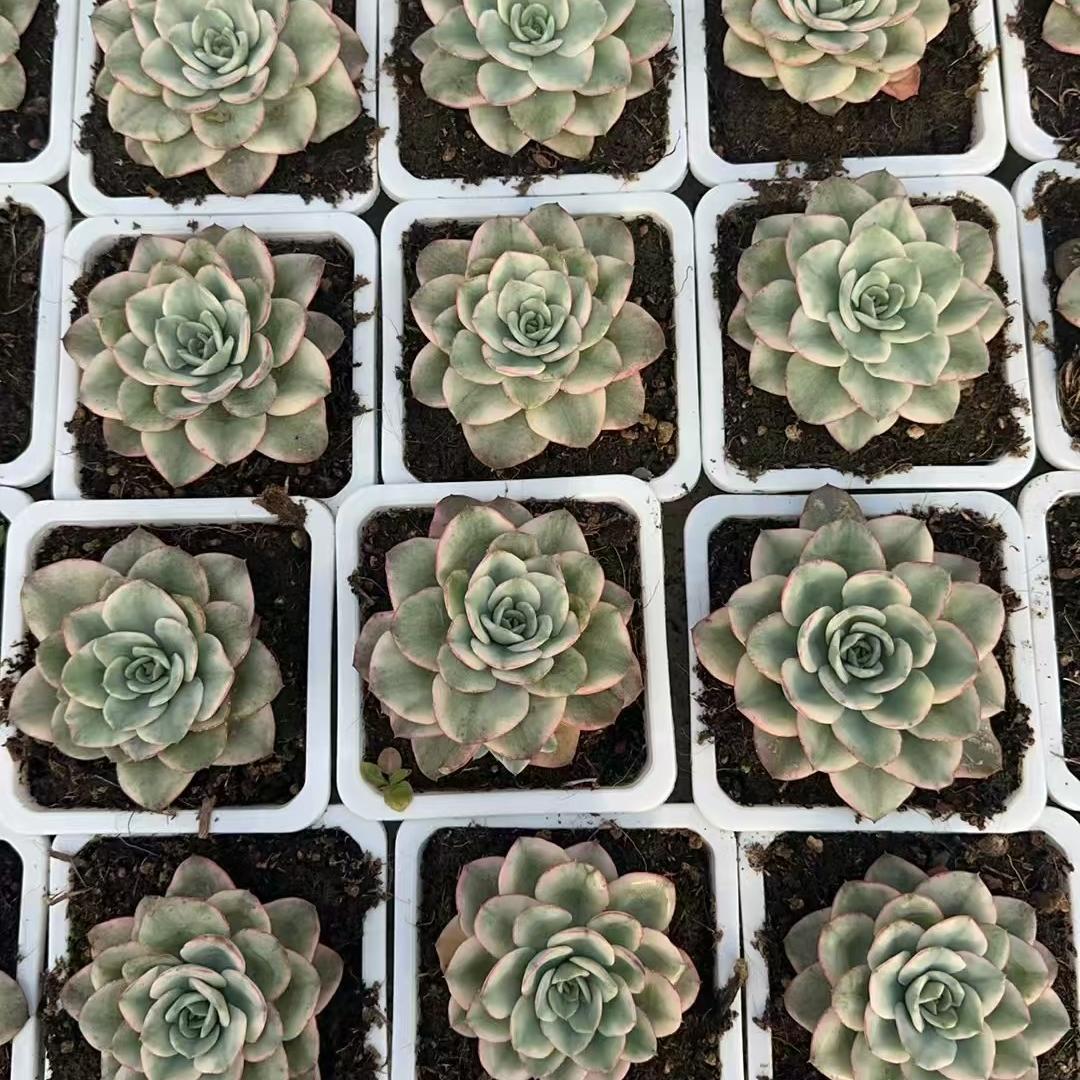Echeveria Creamy Yellow Peach