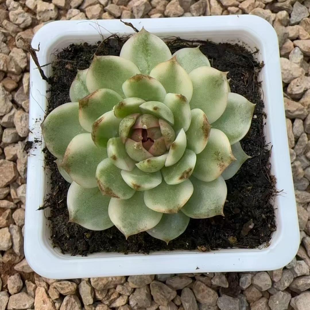 Echeveria Black Crystal