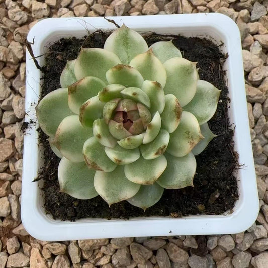 Echeveria Black Crystal