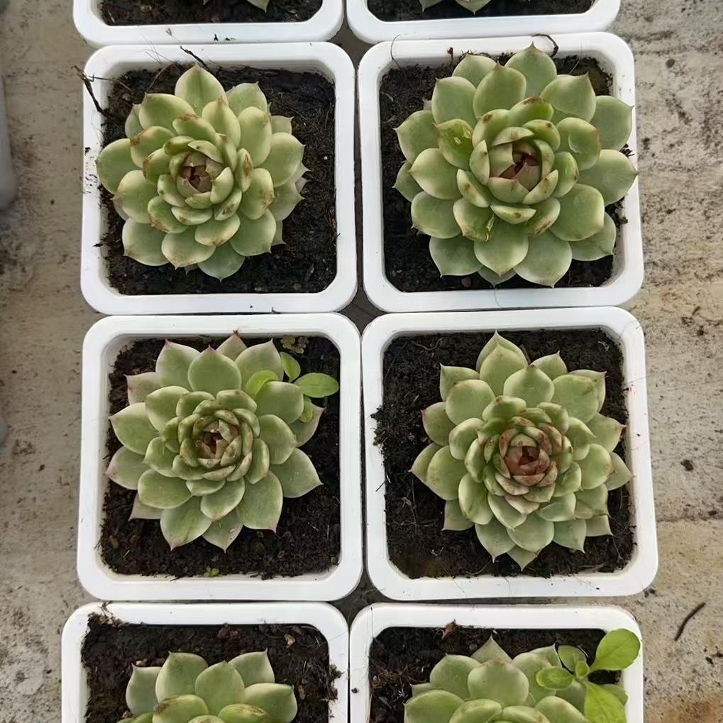 Echeveria Black Crystal