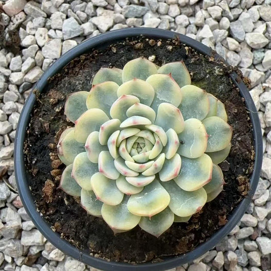 Echeveria Ji Lian