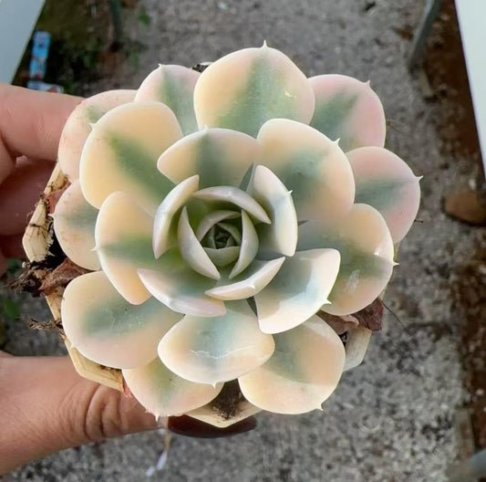 Echeveria Lu's