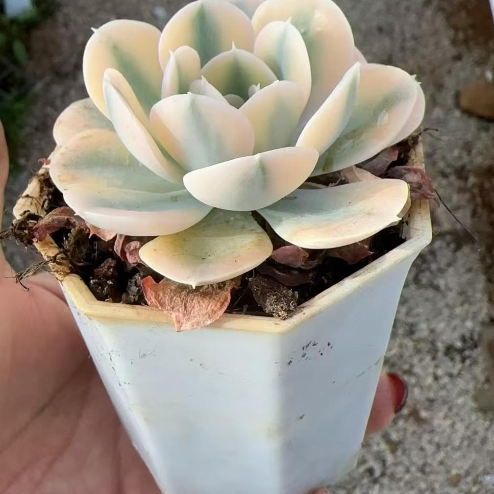 Echeveria Lu's