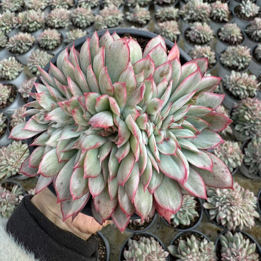 Echeveria la luna（cristate）
