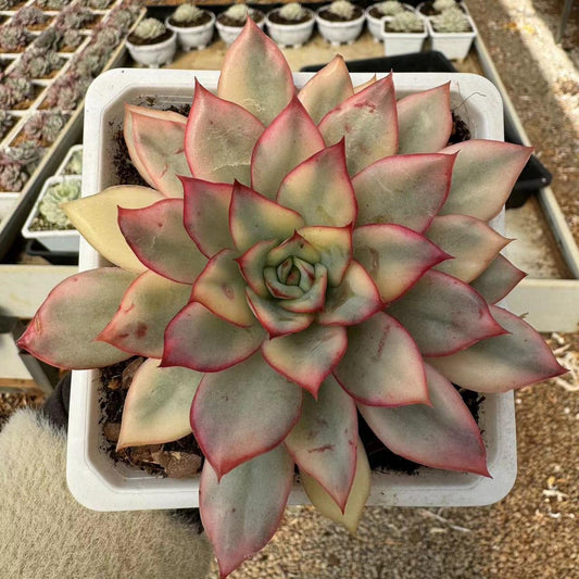 Echeveria la luna