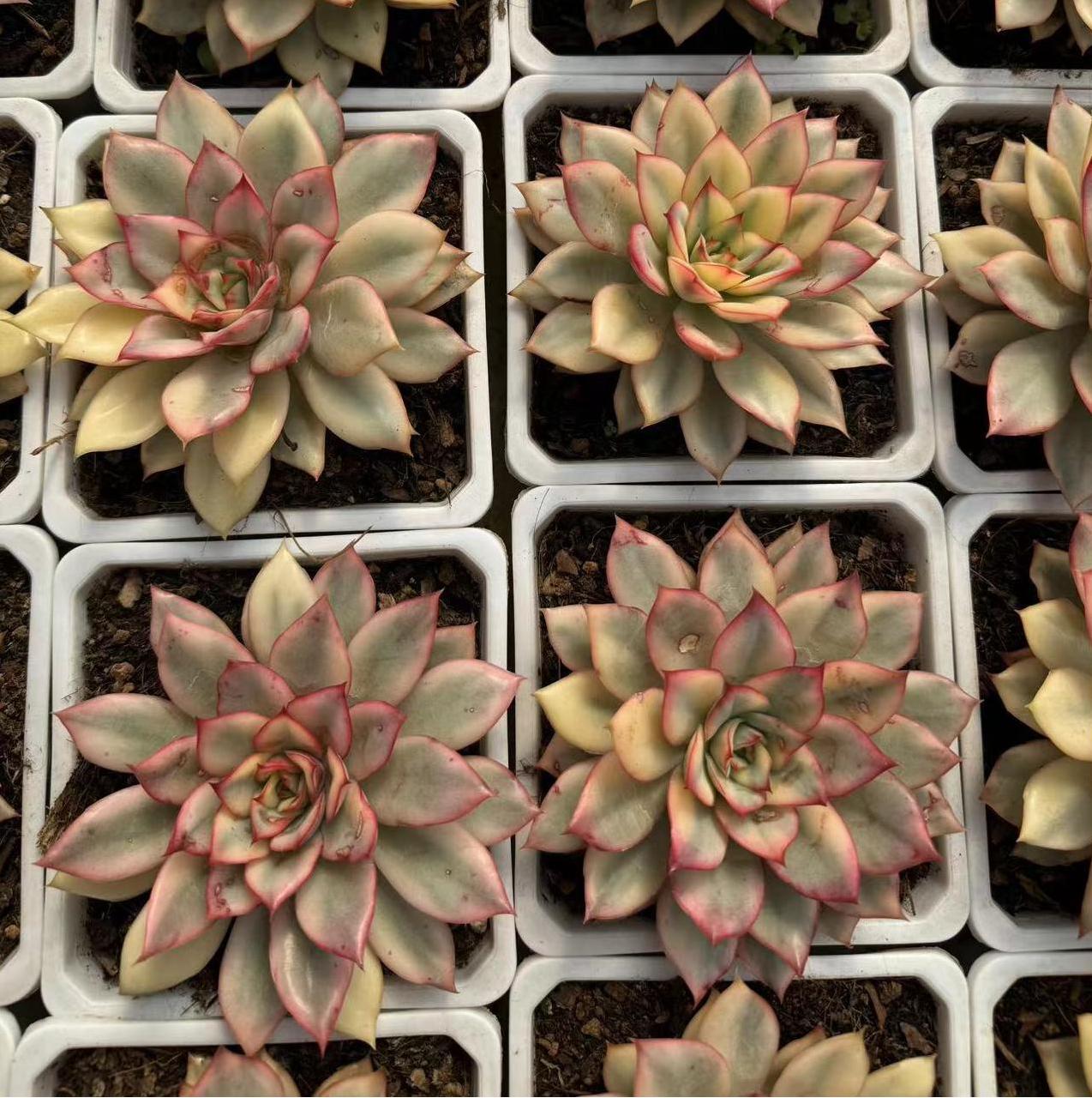 Echeveria la luna