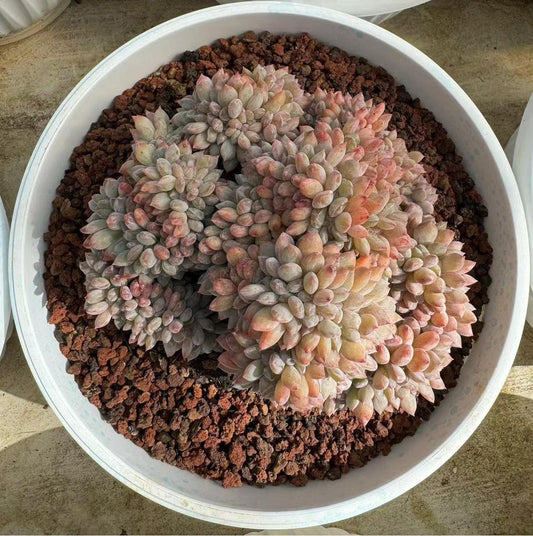 Echeveria Echeveria Japanese Star Shadow (cristate)