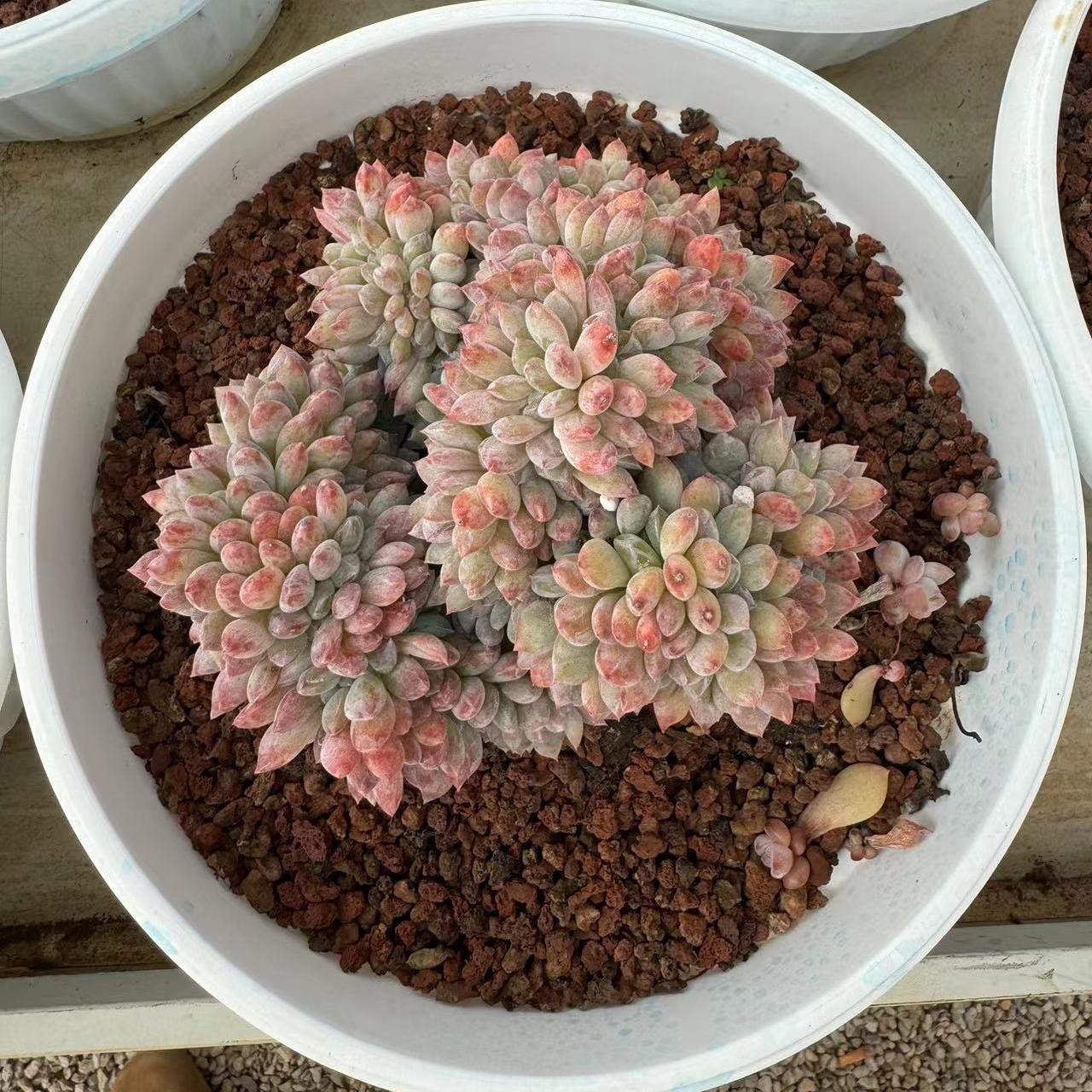Echeveria Echeveria Japanese Star Shadow (cristate)