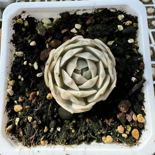 Echeveria Lina Lian