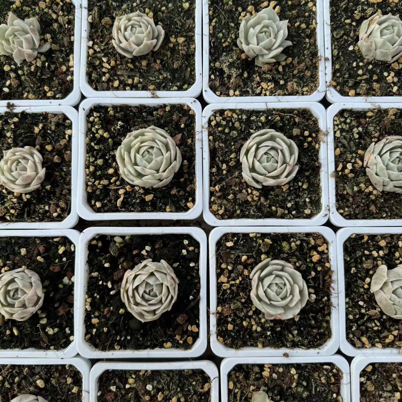 Echeveria Lina Lian