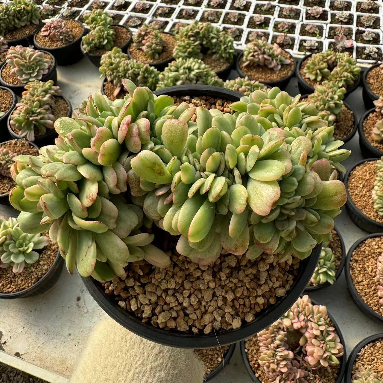 Echeveria Lime Lemon（cristate）