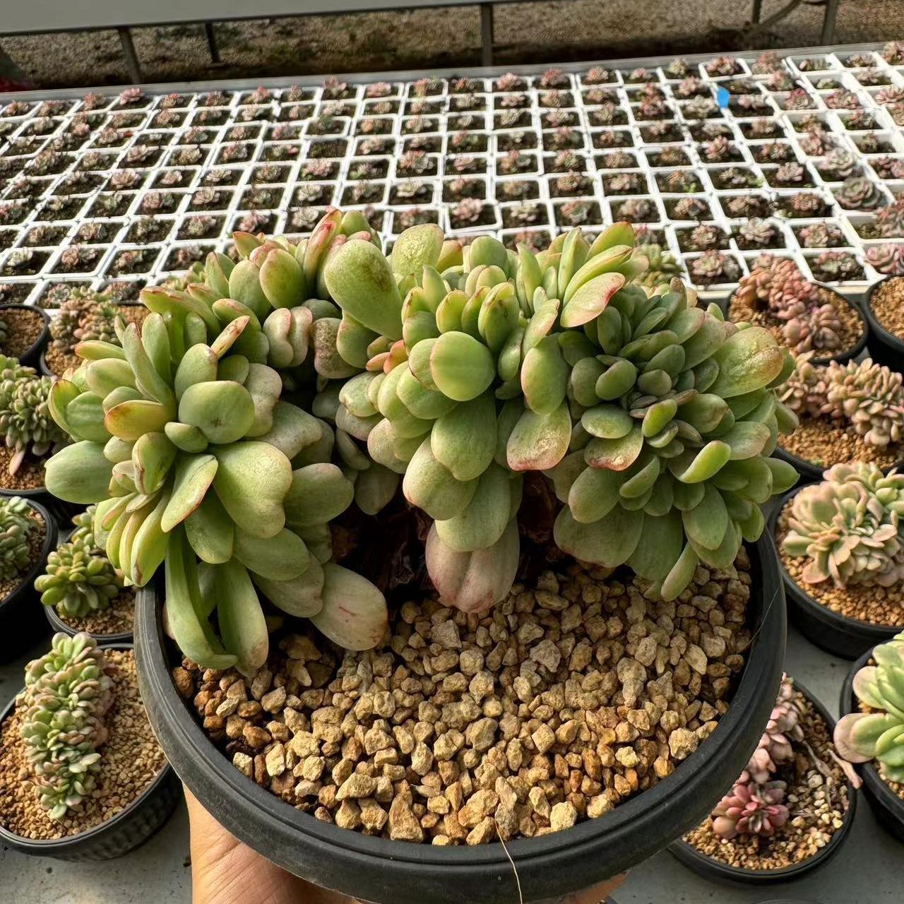 Echeveria Lime Lemon（cristate）