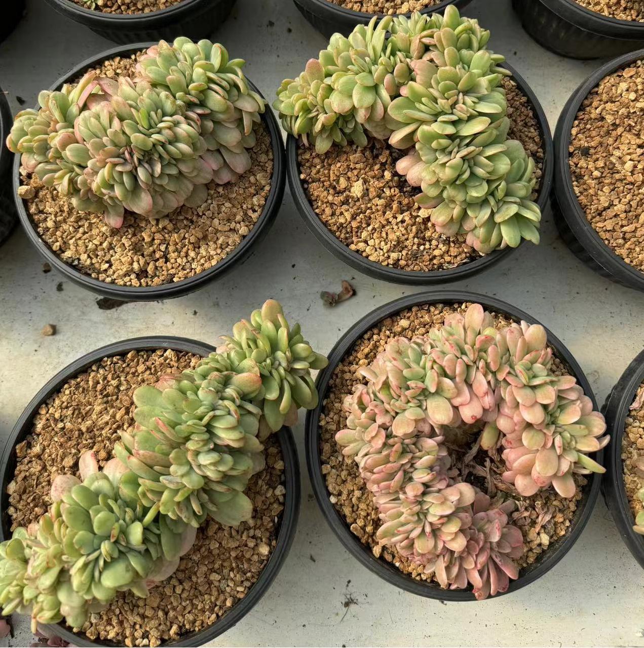Echeveria Lime Lemon（cristate）