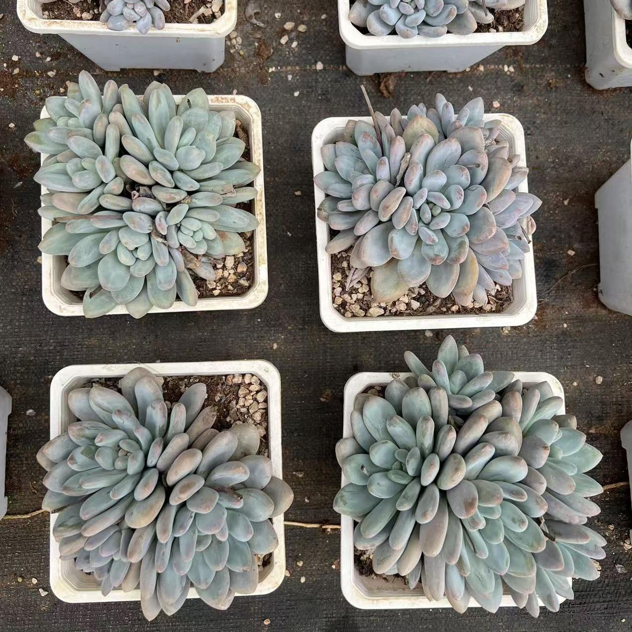 Echeveria All Star