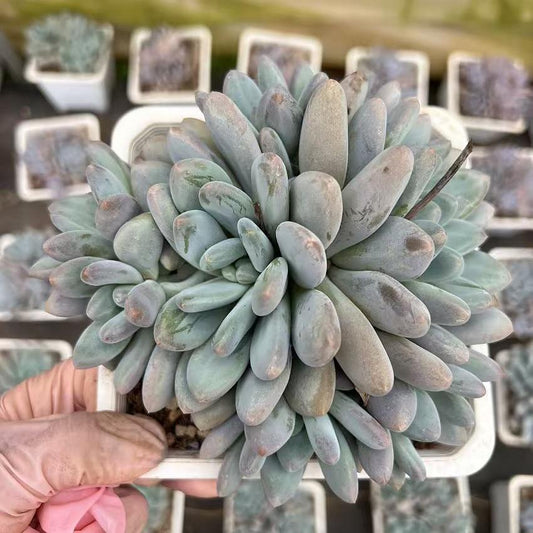 Echeveria All Star