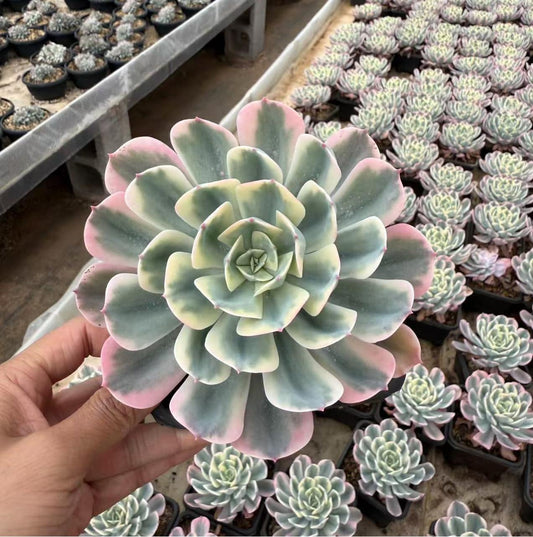Echeveria Jade Phoenix