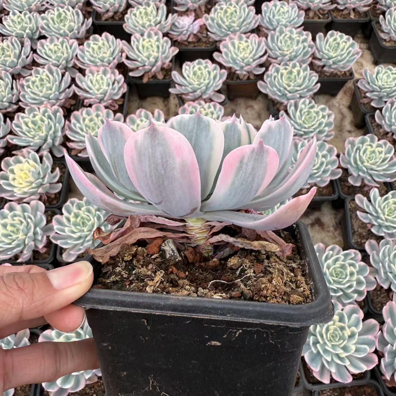 Echeveria Jade Phoenix