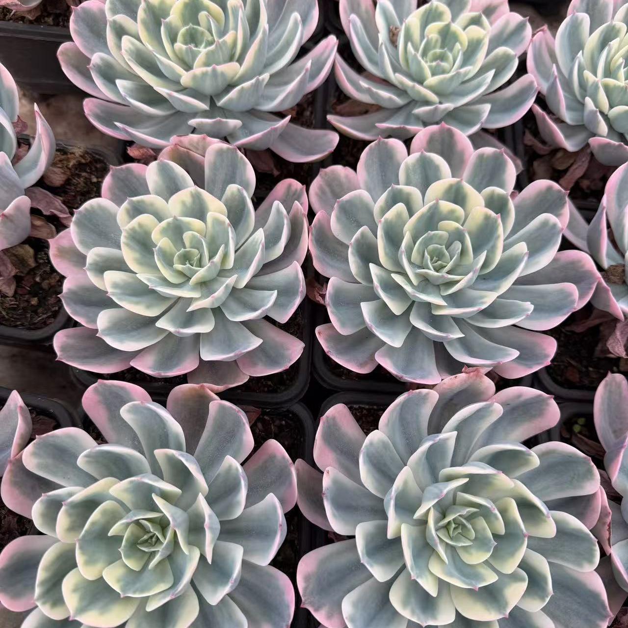 Echeveria Jade Phoenix